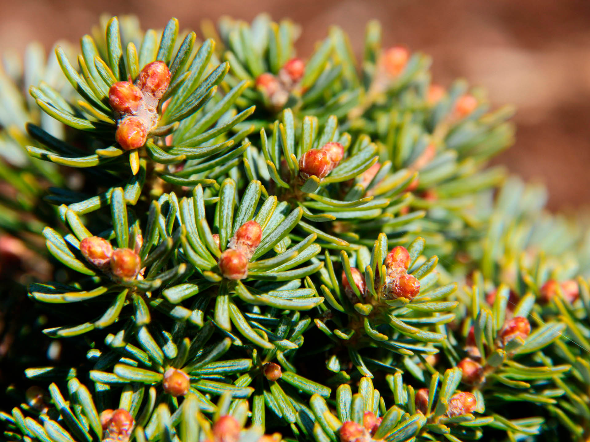 Abies koreana 